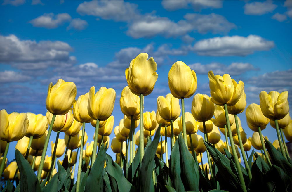 #2464 Tulips Growing in Flower Farm