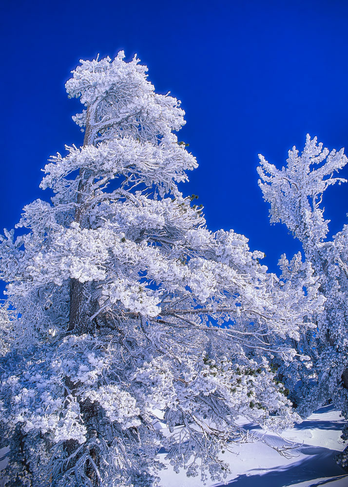 #4115 Frozen Trees in the Winter in the Sierras