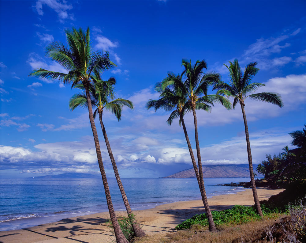 #2673 Palm Trees on the Beach on the Island of Maui, Hawaii