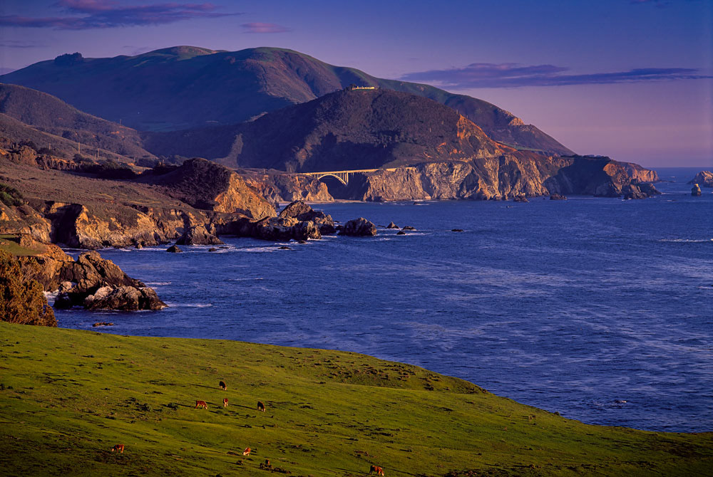 #1012 Cattle Grazing on the Big Sir Coast with the Rocky Creek Bridge in the Distance