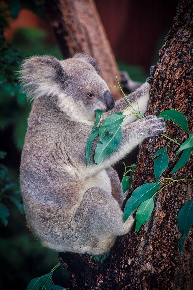 #2712 Koala eating Eucalyptus Leaves at the Lone Pine Koala Sanctuary near the city of Brisbane