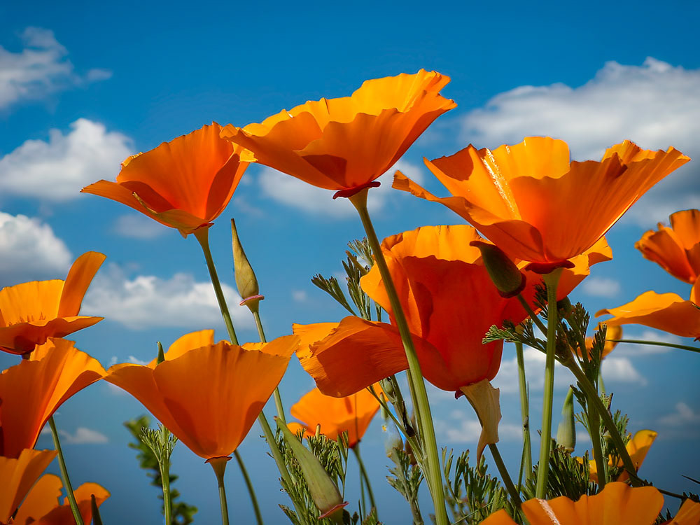 #5402 Golden Poppies, the State Flower of California