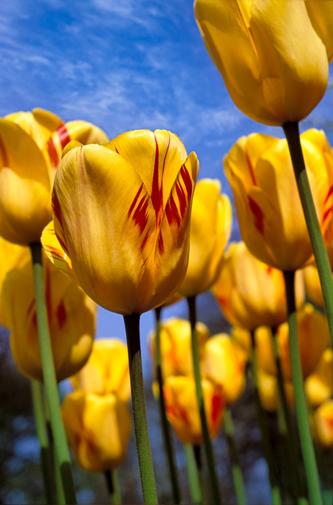 #2431 Yellow Tulips in Holland