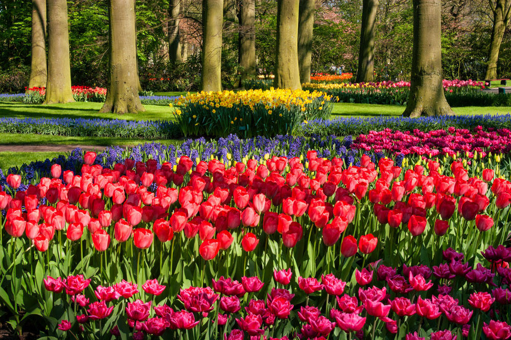 #2425 Keukenhof Gardens