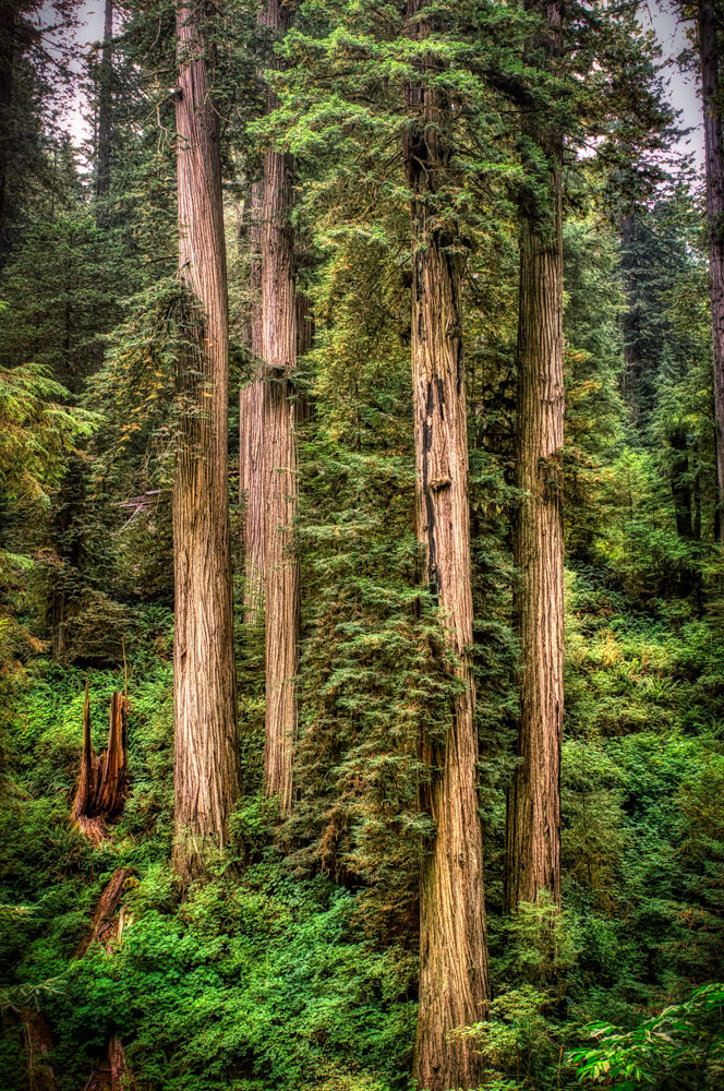 #1241 Redwood Trees in Redwood National Park, Home to the World's Tallest Trees and Nearly Half of the World's Old Growth Redwoods