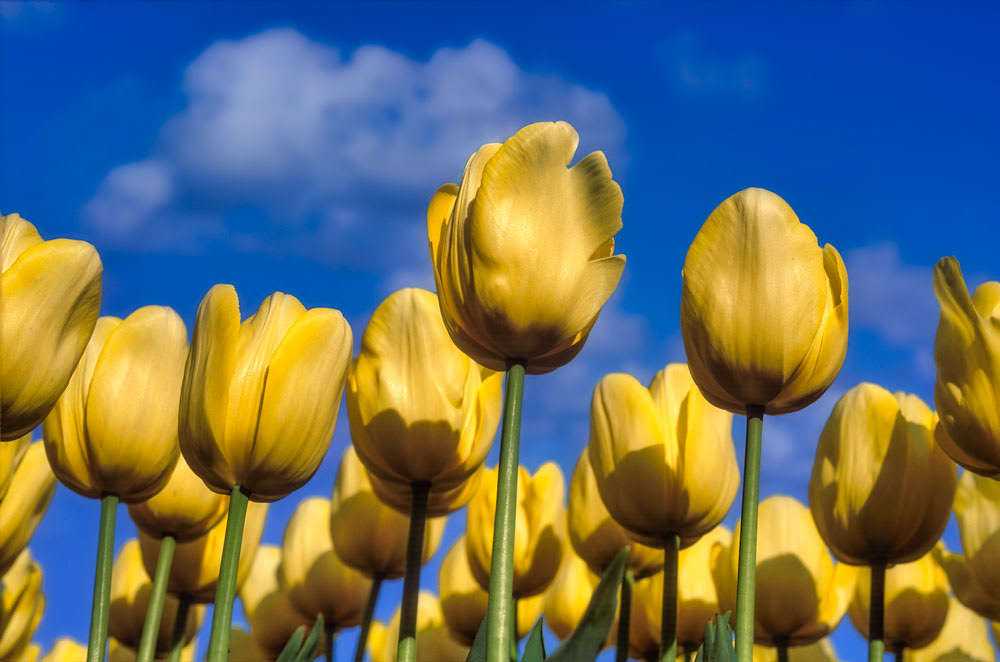 #2433 Yellow Tulips in Holland