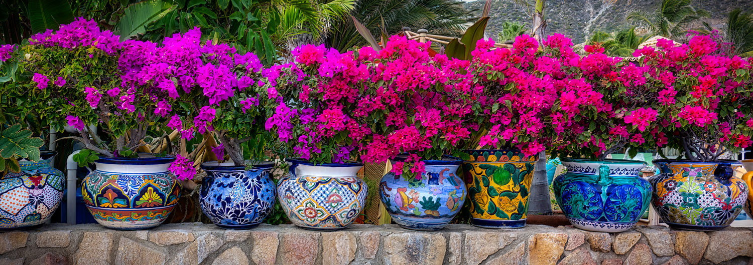 #4066 Panorama of a Row of Painted Ceramic Pots and Flowers in Cabo San Lucas