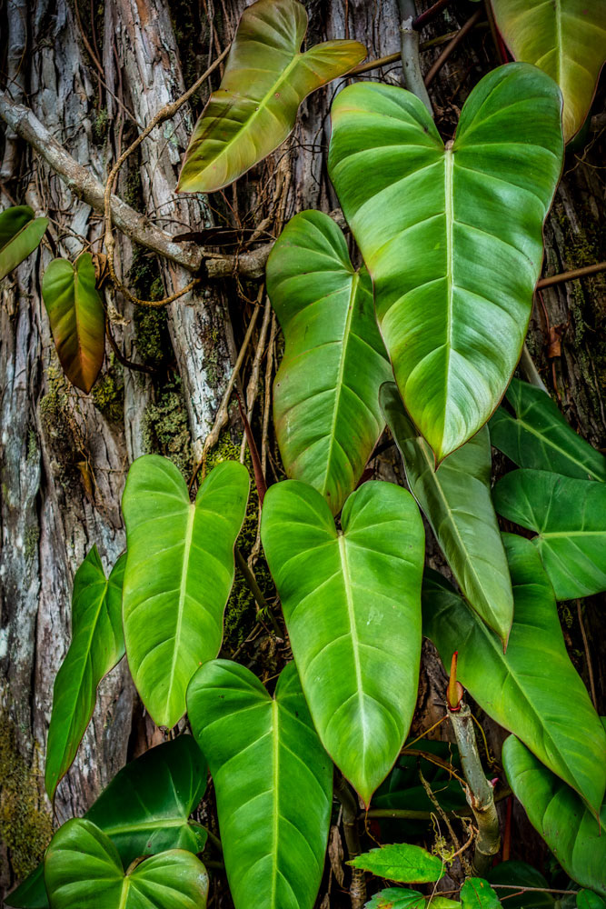 #2677 Elephant Ear Plant on the Big Island of Hawaii, Hawaii