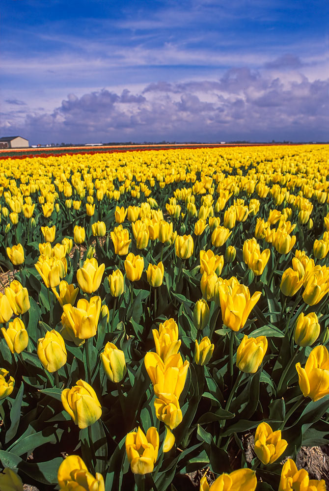 #2466 Large Field of Tulips in Holland