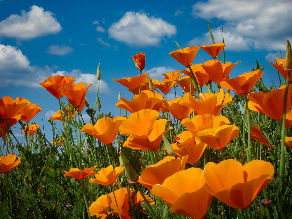 #5401 Golden Poppies, the State Flower of California