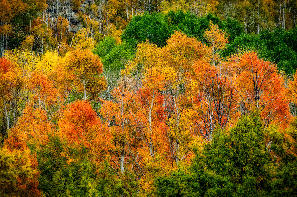 #1146A Aspens in Autumn in Bishop Creek Canyon in the Eastern Sierras