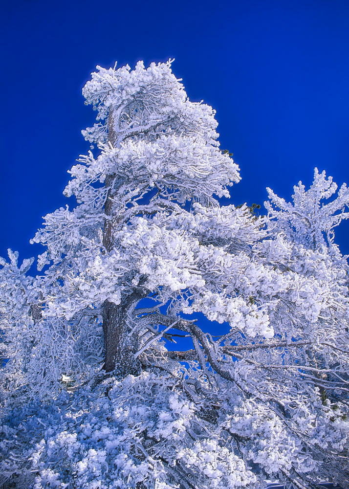#4116 Frozen Trees in Winter in the Sierras