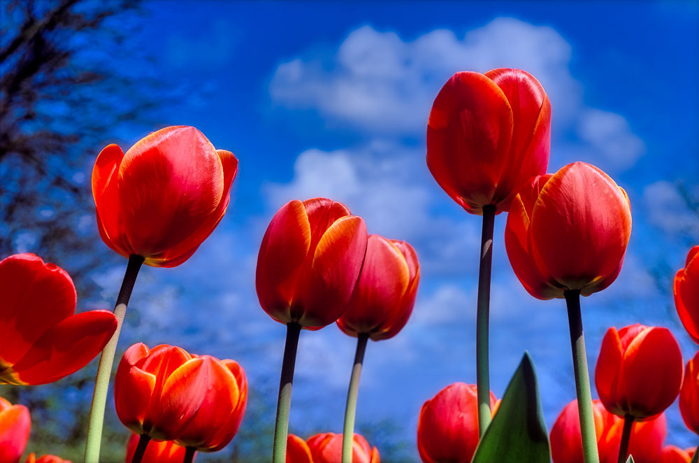 #2434 Red Tulips at Keukenhof Gardens