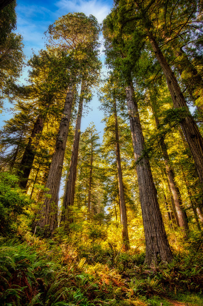#1243 Towering Redwoods in Redwood National Park, Home to the World's Tallest Trees and Nearly Half of the World's Old Growth Redwoods