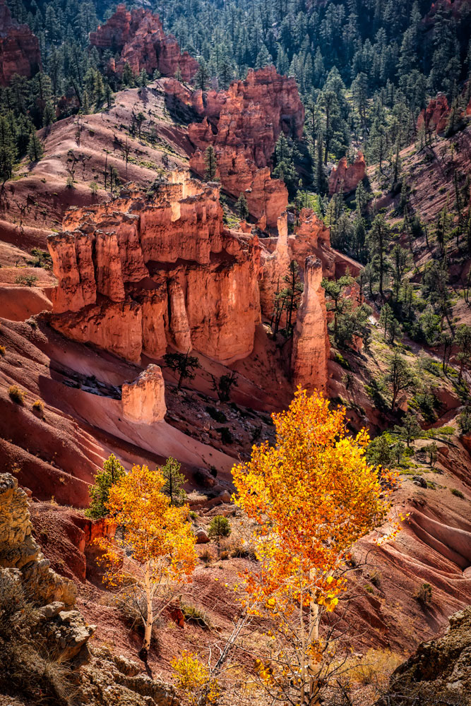 #1447 Small Aspen Trees on the Slopes of Bryce Canyon National Park