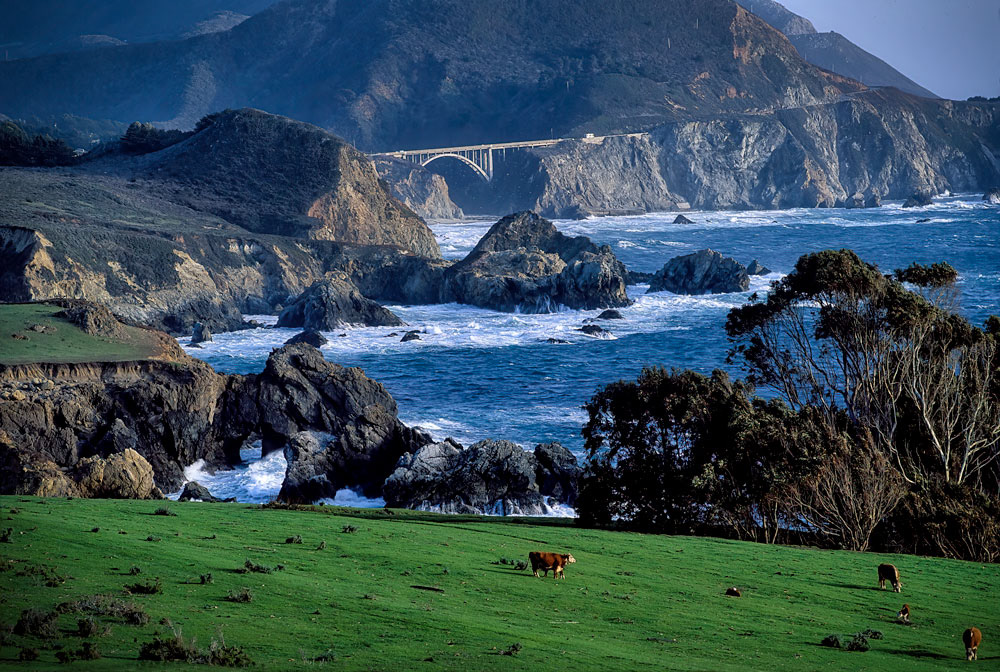 #1003 Cattle Grazing on the Big Sur Coast with the Rocky Creek Bridge in the Distance