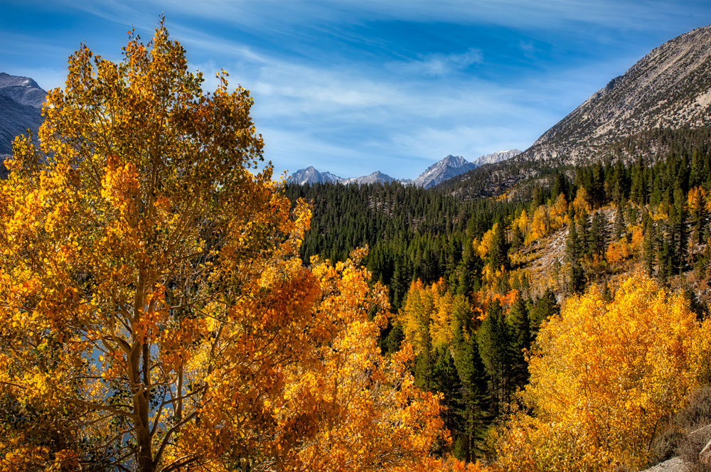 #1149 Autumn Colors in Rock Creek Canyon near Bishop in the Eastern Sierras