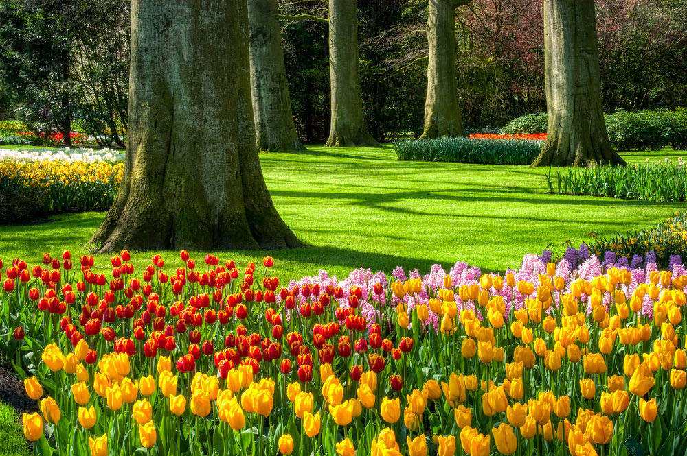 #2424 Keukenhof Gardens