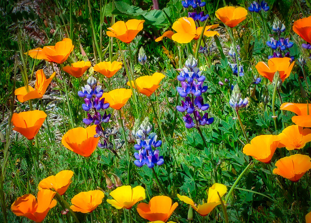 #5405 Golden Poppies and Lupine