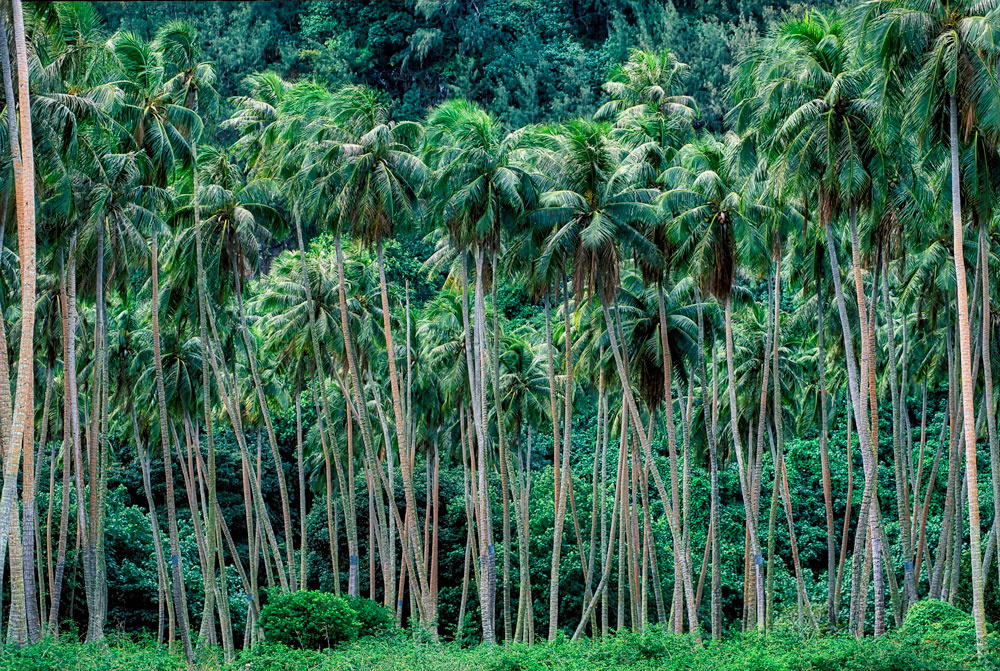 #2604 Grove of Palm Trees in French Polynesia