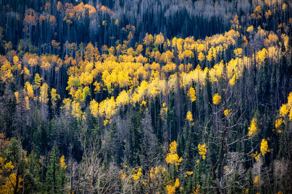 #1534 Forest of Aspen Trees in Autumn