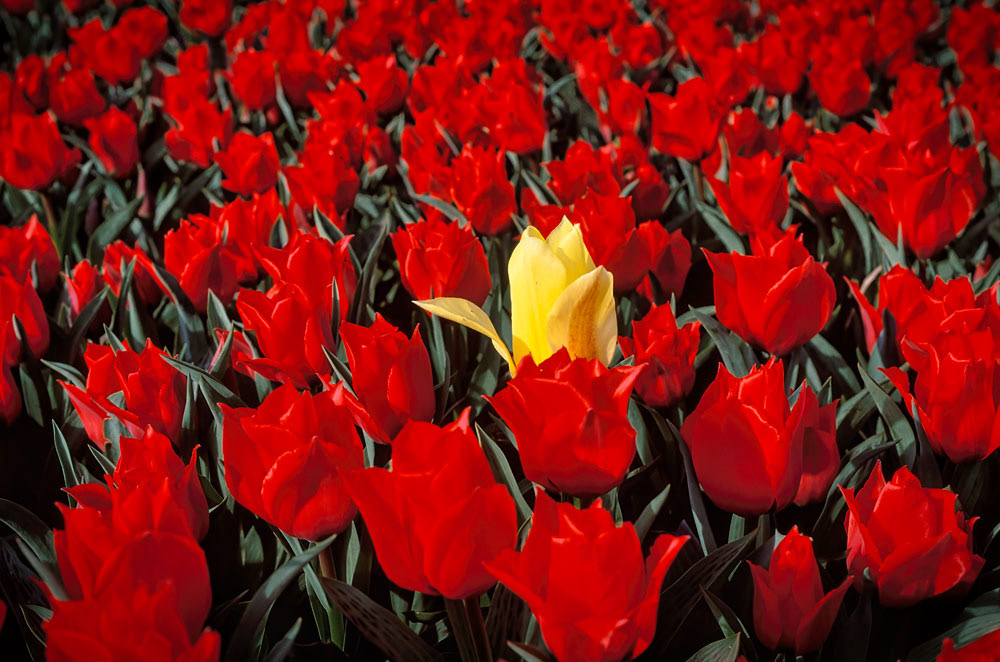 #2467 Yellow Tulip Standing Out in a Crowd