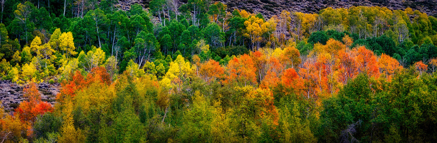 #1147 Panorama of Autumn Colors in Bishop Creek Canyon in the Eastern Sierras