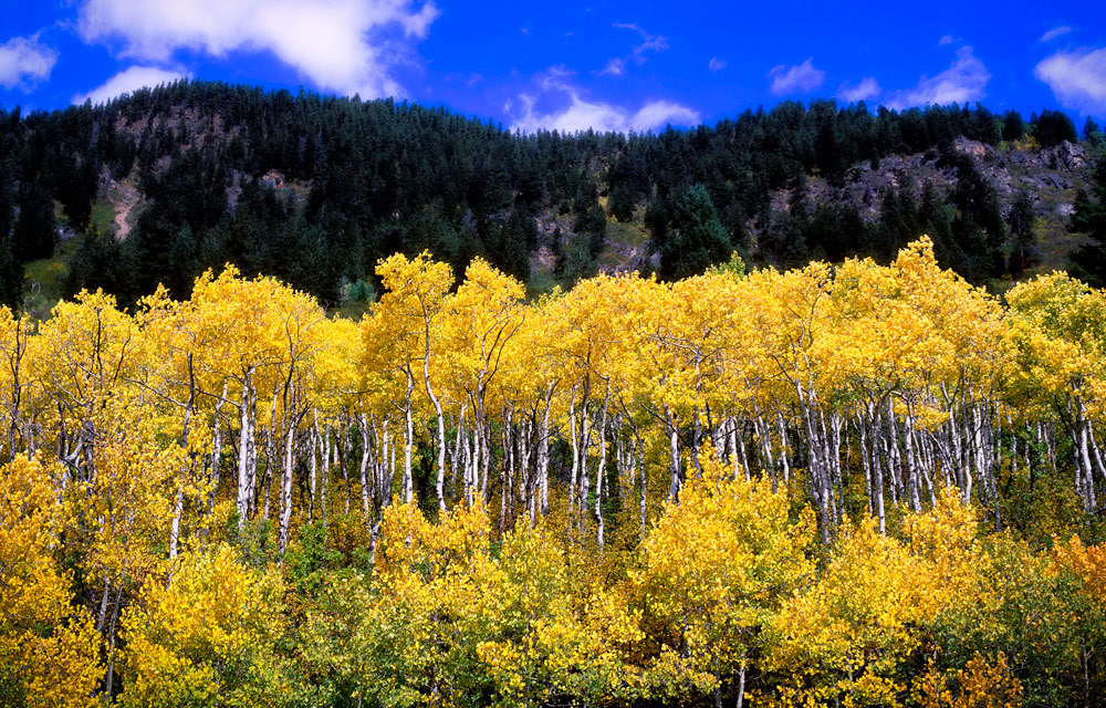 #1401 Grove of Aspen Trees in Autumn