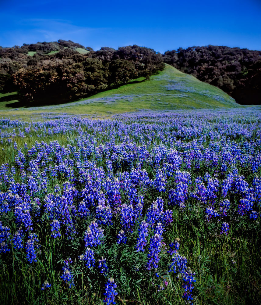 #1115 Field of Lupine in Monterey County
