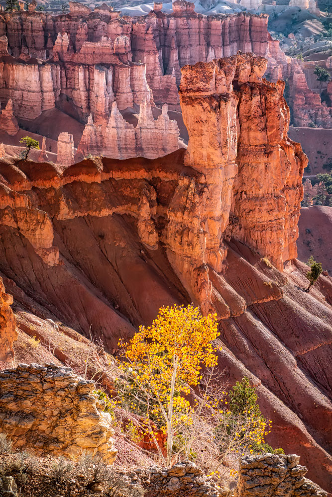 #1445 A Small Aspen Tree on the Slopes of Bryce Canyon National Park