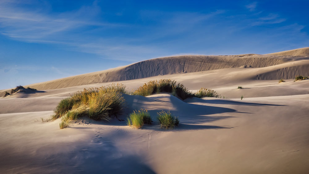 #1920 Oregon Dunes National Recreation Area