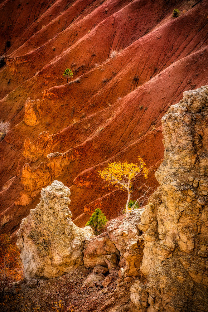 #1441 A Lone Aspen Tree on the Slopes of Bryce Canyon National Park S