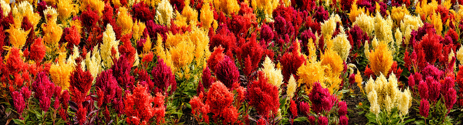 #5440 Celosia Flowers at Victoria, British Columbia, Canada