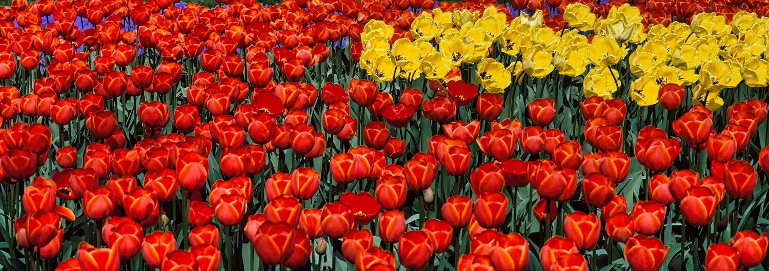 #2455 Flower Display at Keukenhof Gardens in Holland