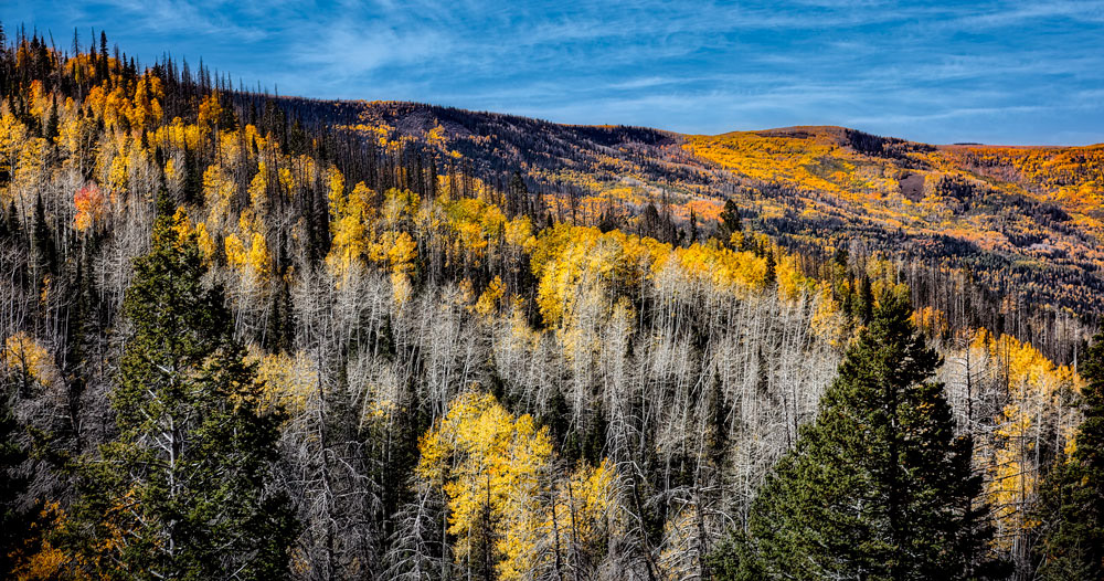 #1530 Aspen Trees in Autumn in the Utah Mountains