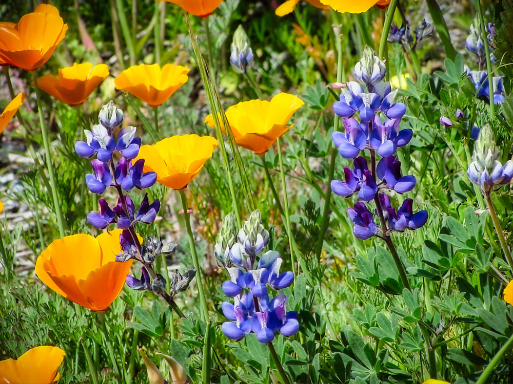 #5404 Golden Poppies and Lupine
