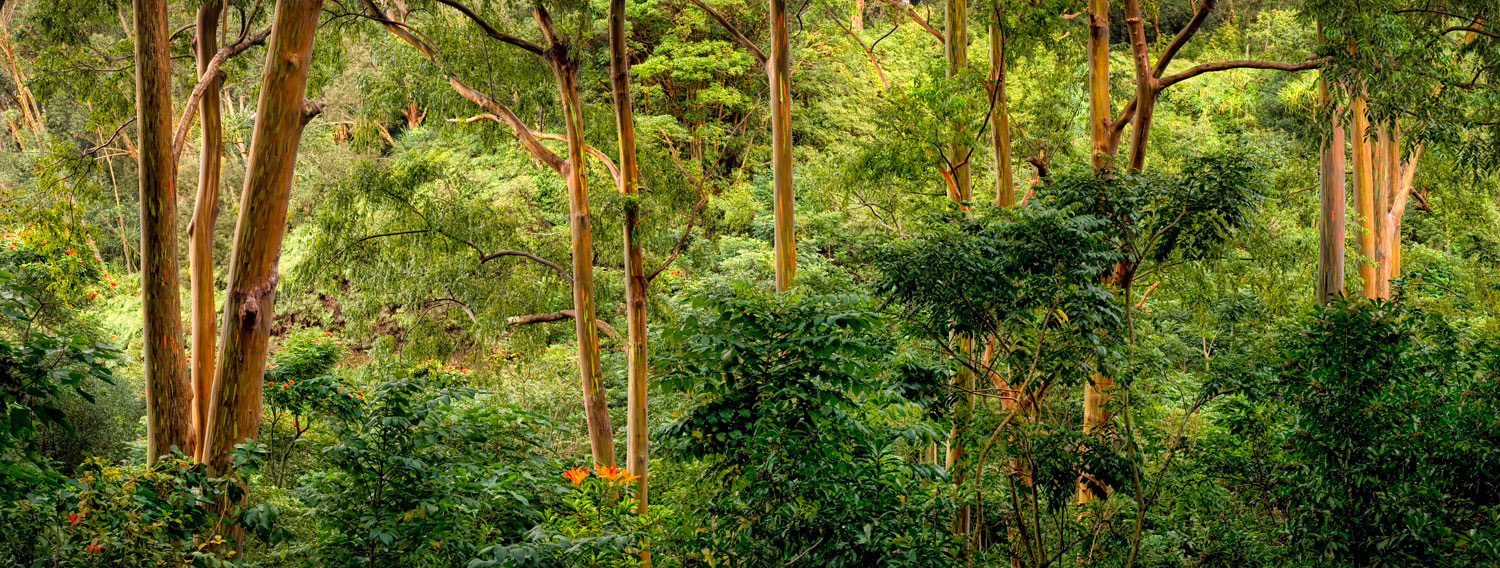 #2661 Rainbow Eucalyptus along the Road to Hana on the Island of Maui, Hawaii