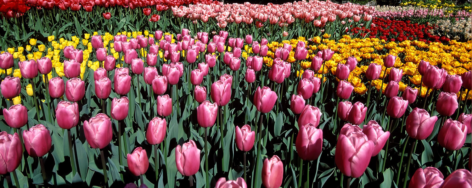 #2458 Flower Display at Keukenhof Gardens