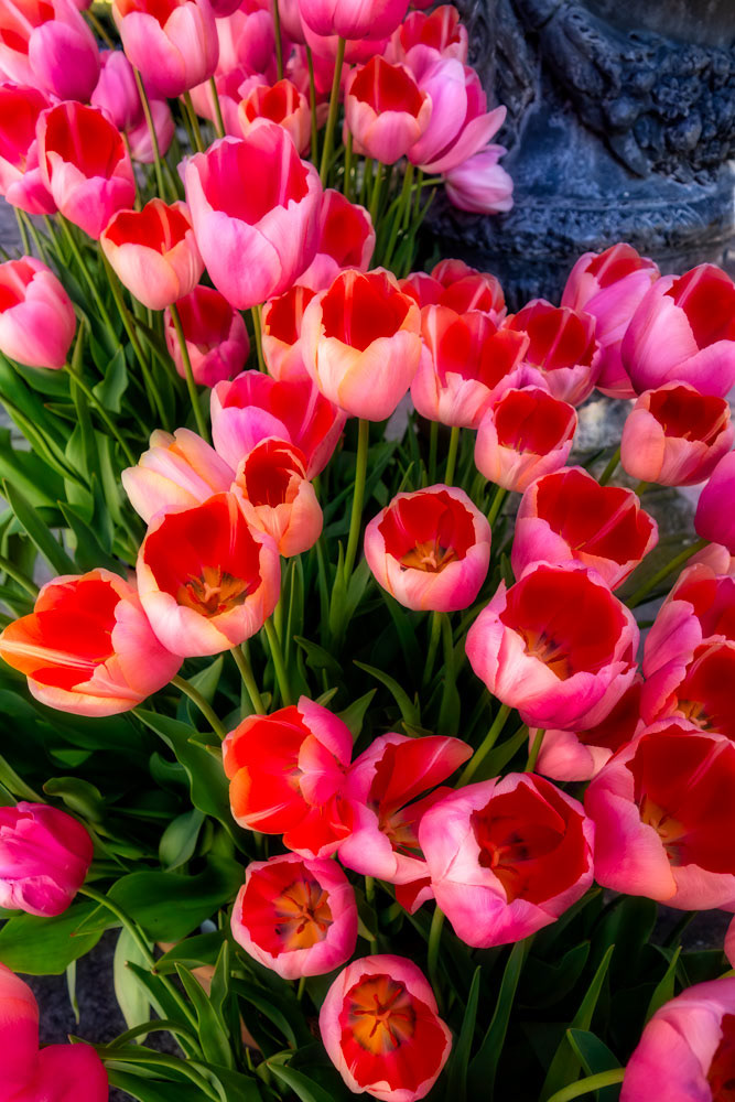 #5419 Red Tulips growing in California