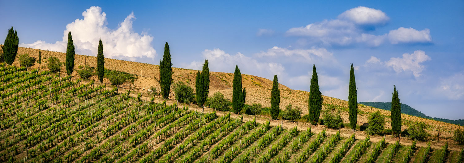 #2320 Vineyard and Cypress Trees in the Tuscany Region