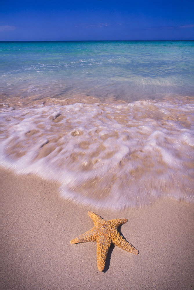#4080 Starfish on Tropical Beach