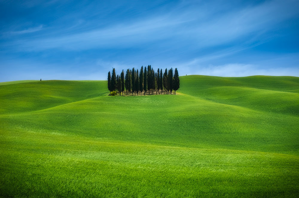 #2308 Stand of Cypress Trees and Rolling Hills in Val d'Orcio in the Tuscany Region