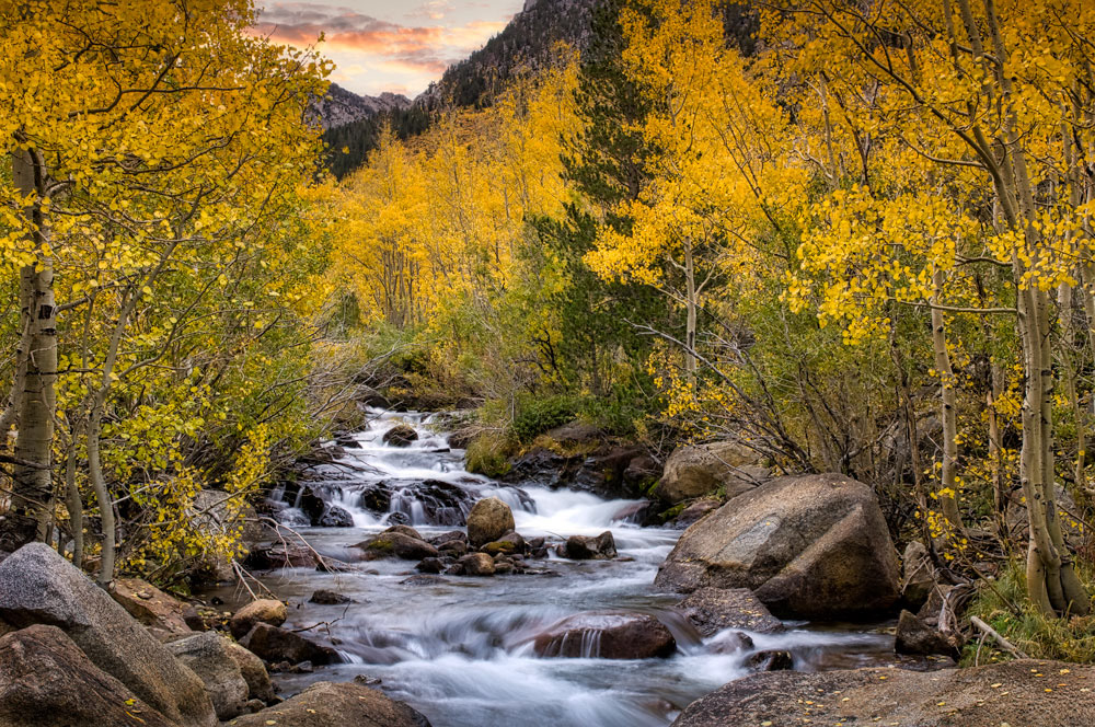 #1136 Aspen Trees, and Creek, in Autumn in Bishop Creek Canyon in the Eastern Sierras