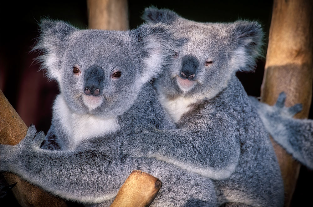 #2709 Koalas at the Lone Pine Koala Sanctuary near the city of Brisbane