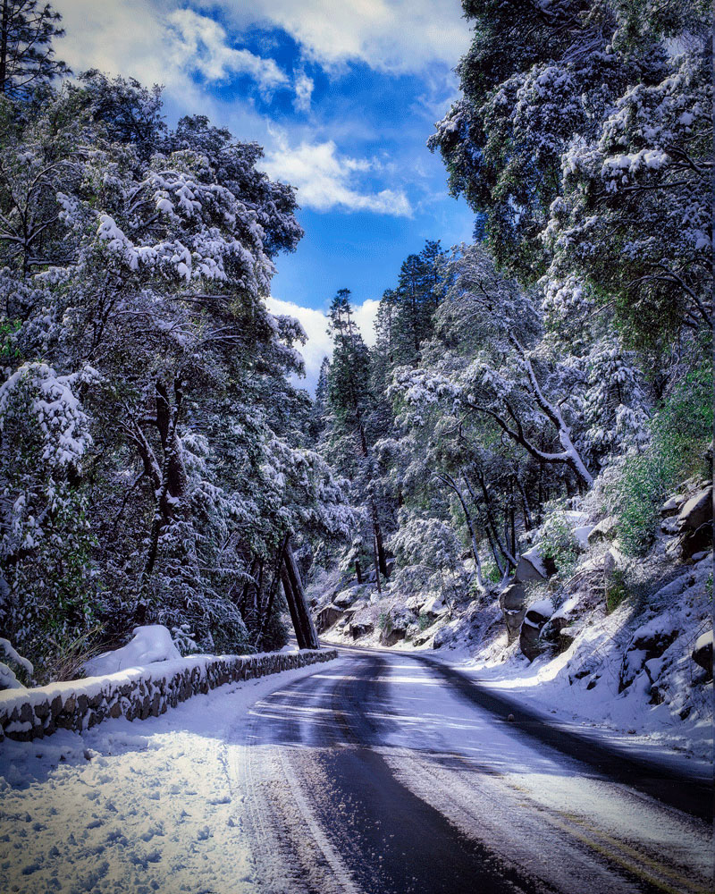 #4130 Road Through Forest After a Snowstorm