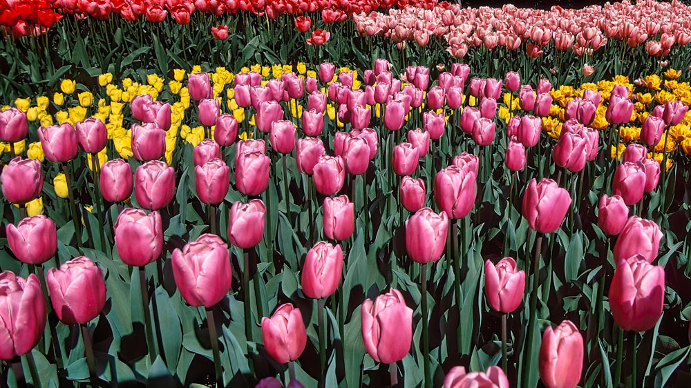 #2437 Flowers at Keukenhof Gardens