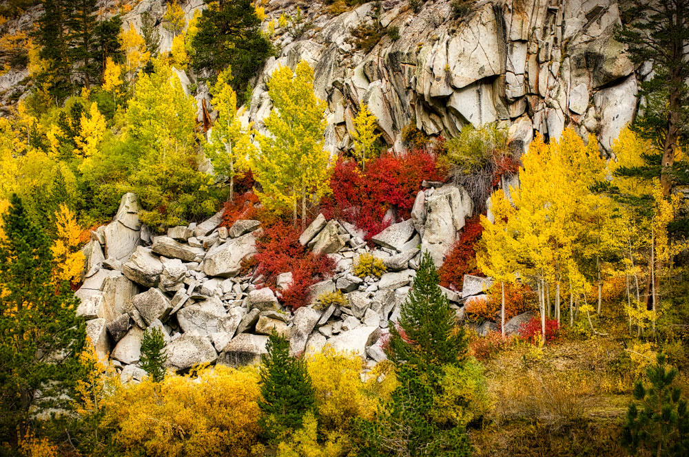 #1140 Autumn Scene, with Aspen Trees, in Bishop Creek Canyon