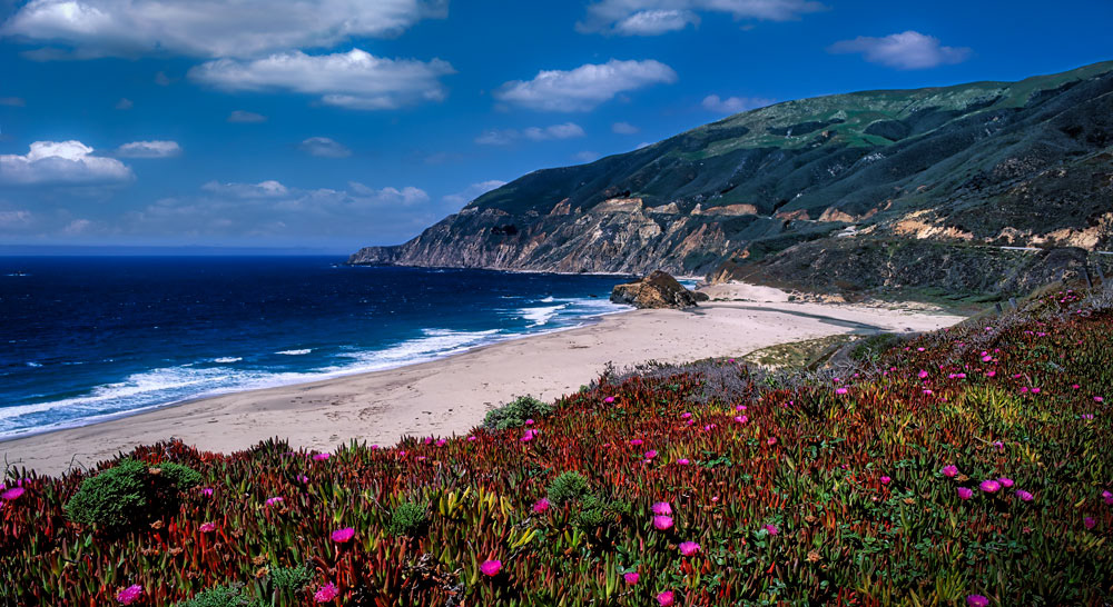 #1006 Flowering Ice Plant and Beach Along the Big Sur Coastline