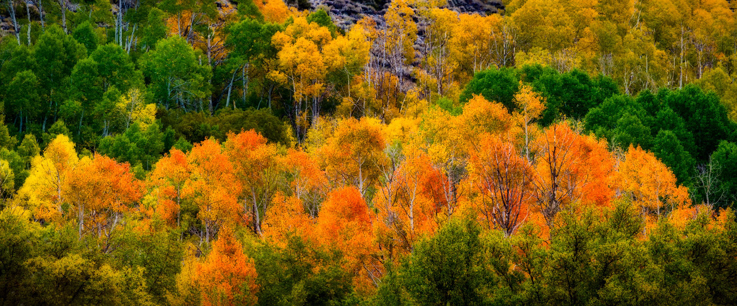 #1146 Autumn Colors in Bishop Creek Canyon in the Eastern Sierras in California