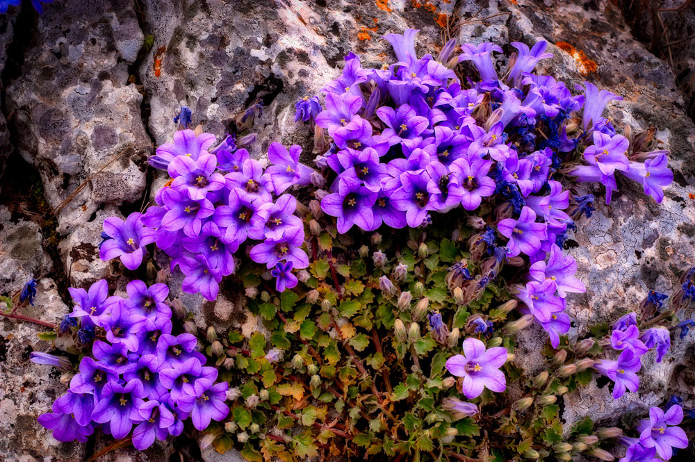 #5417 Wild Flowers Growing on Rocks at Mycenae, Greece